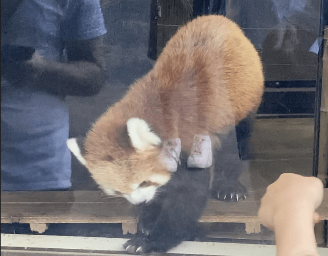 【上野動物園】レッサーパンダ名前は?|隠された親子のストーリー! | 東京下町お出かけブログ