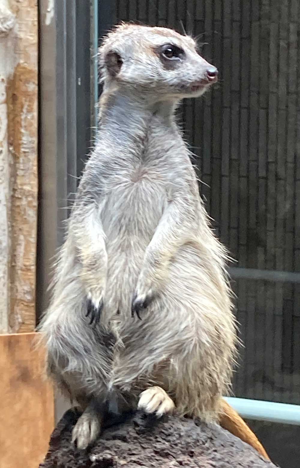 【上野動物園】回り方|お子さま連れで効率が良い回り方2024年改訂版 | 東京下町お出かけブログ