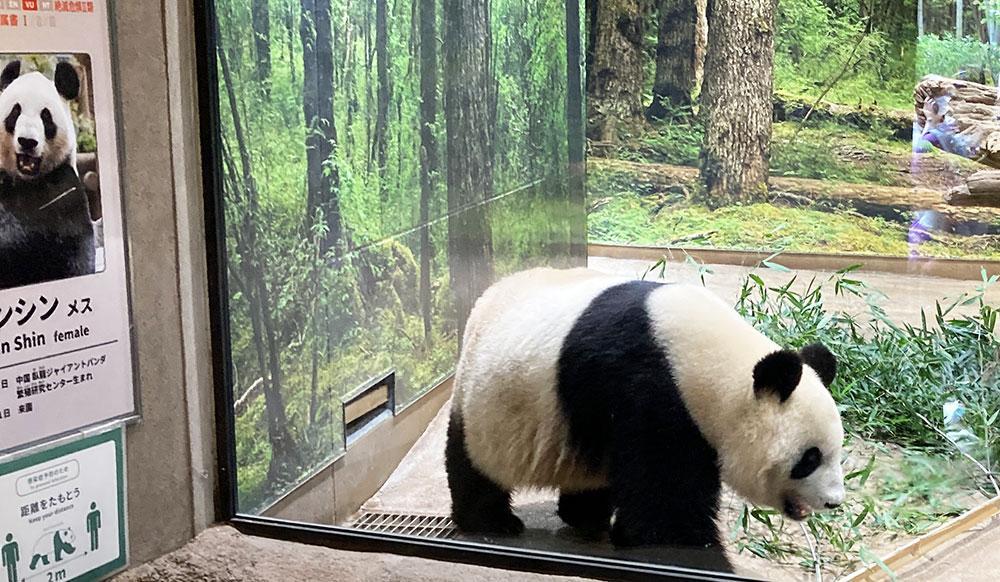 【上野動物園】回り方|お子さま連れで効率が良い回り方2024年改訂版 | 東京下町お出かけブログ