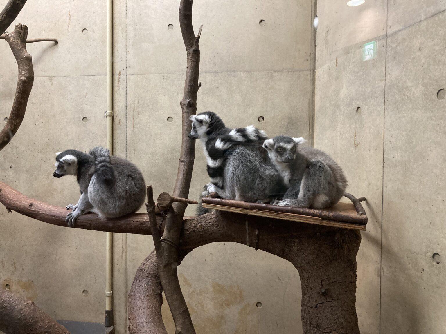 上野動物園で出会うサルの種類と魅力|ほっこり癒されるサルの楽園! | 東京下町お出かけブログ