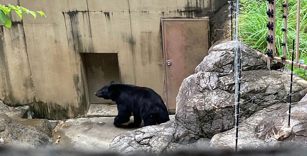 【上野動物園】回り方|お子さま連れで効率が良い回り方2024年改訂版 | 東京下町お出かけブログ