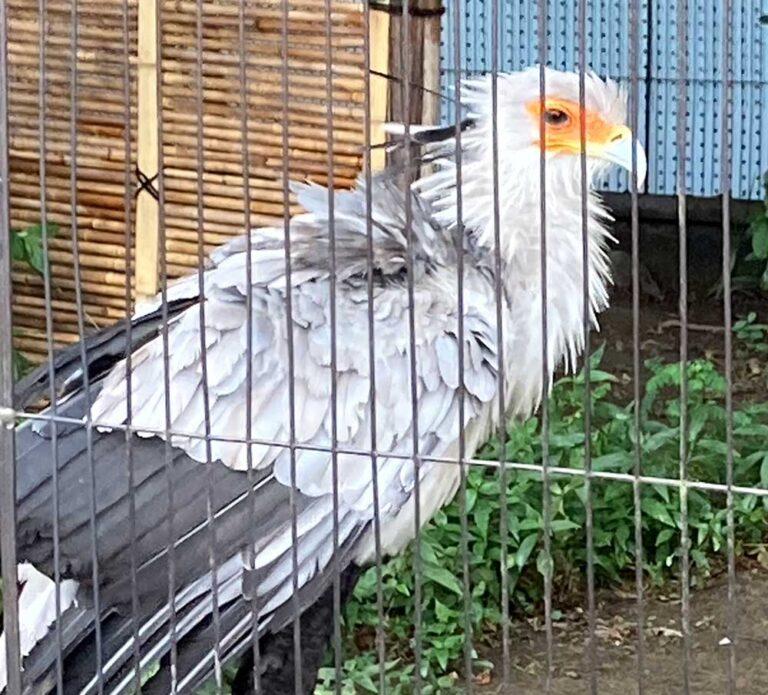 【上野動物園】 ヘビクイワシ展示場所どこ?|2羽に名前ある? | 東京下町お出かけブログ