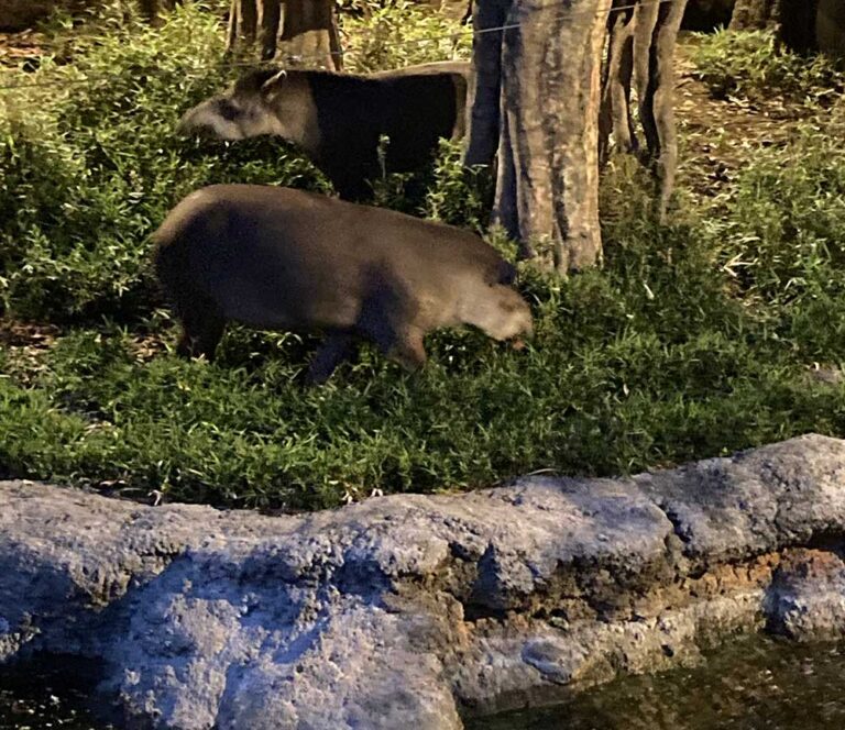 【上野動物園】ナイトズー!夜の動物園2023|夜の魅力を満喫しよう! | 東京下町お出かけブログ