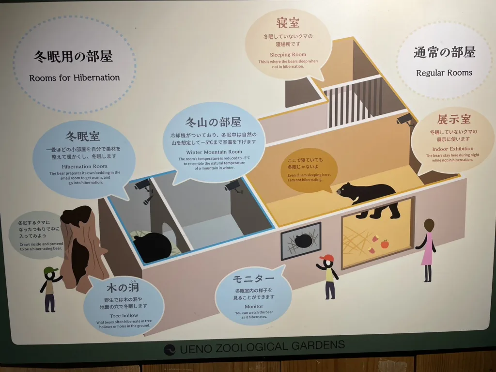 上野動物園ツキノワグマの島民の様子をイラストで解説した看板