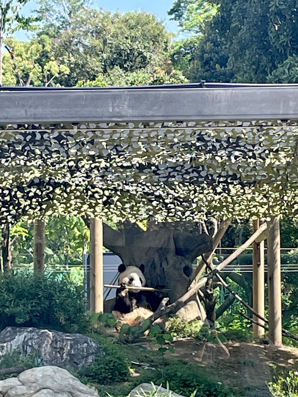 【上野動物園】パンダの待ち時間|混雑状況と知って得する回避術!(随時更新)追記2026年 | 東京下町お出かけブログ