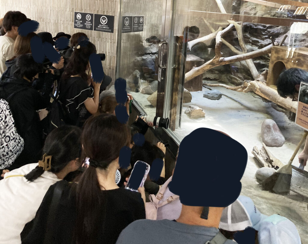 上野動物園マヌルネコの展示ブース前その2